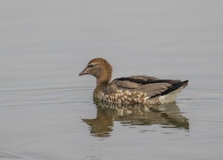 Maned Duck, ML198070571