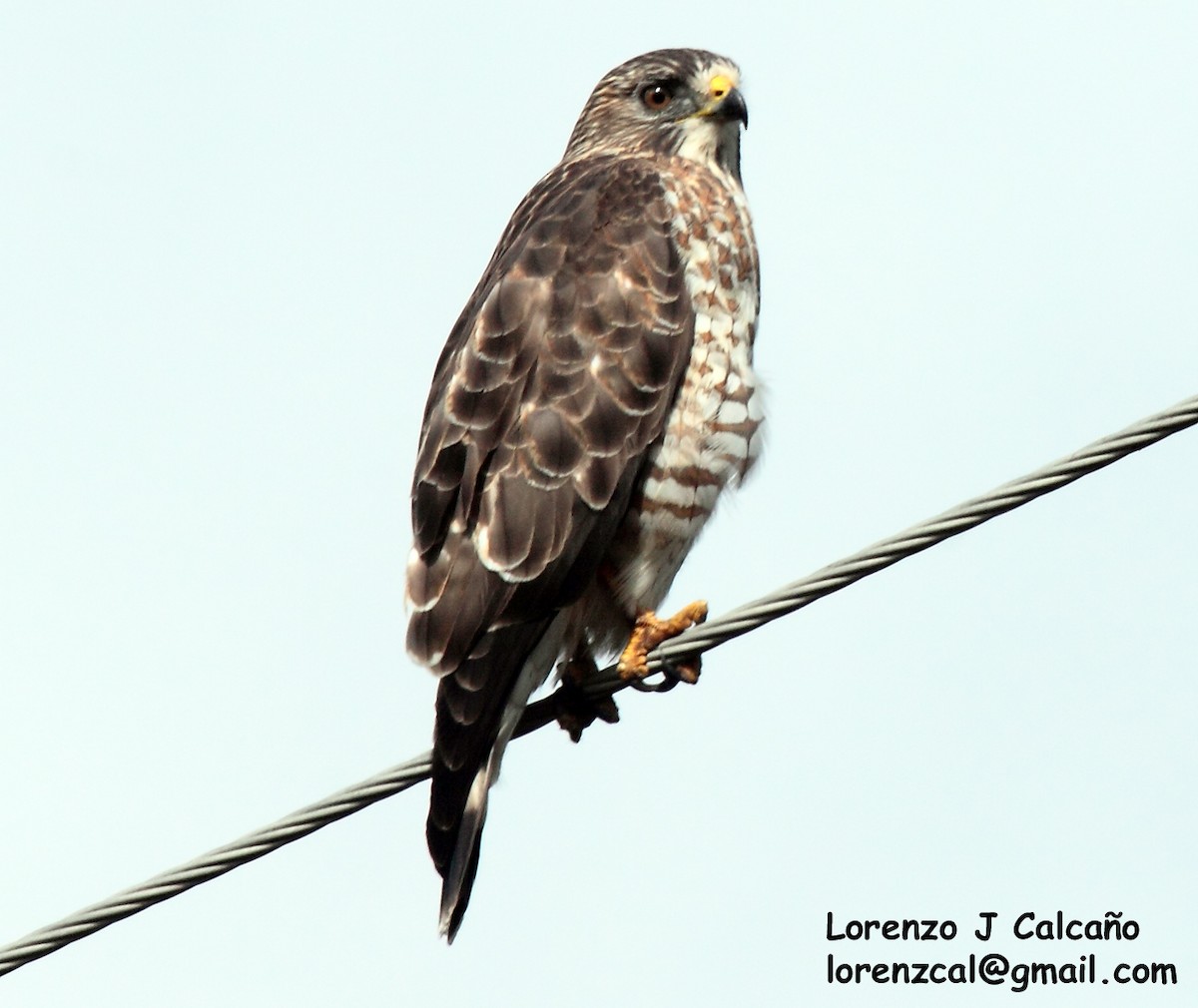 Broad-winged Hawk - Lorenzo Calcaño
