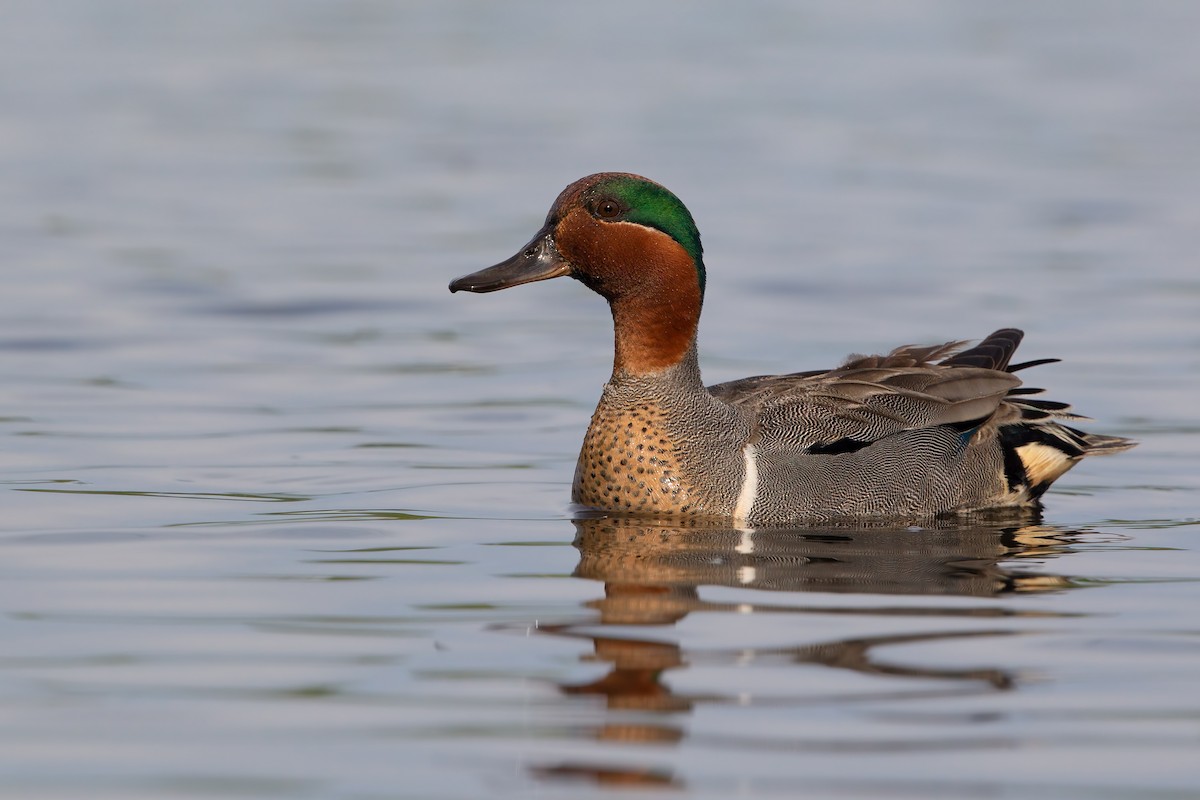Green-winged Teal - ML198073671