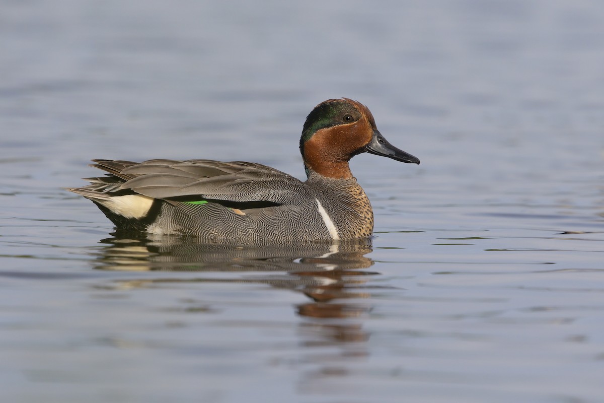 Green-winged Teal - ML198073691