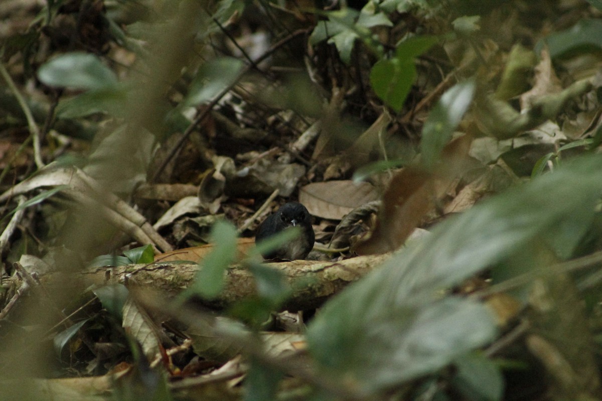 White-breasted Tapaculo - ML198075771
