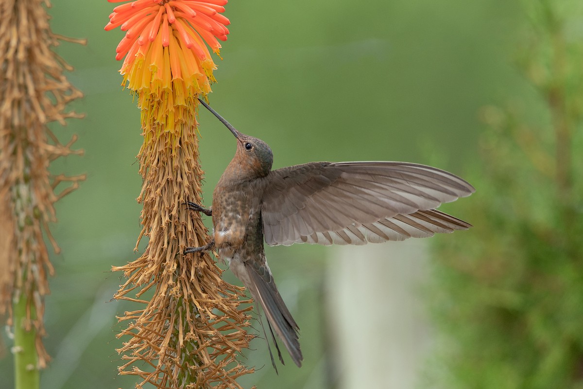 Giant Hummingbird - Jorge Valenzuela E.