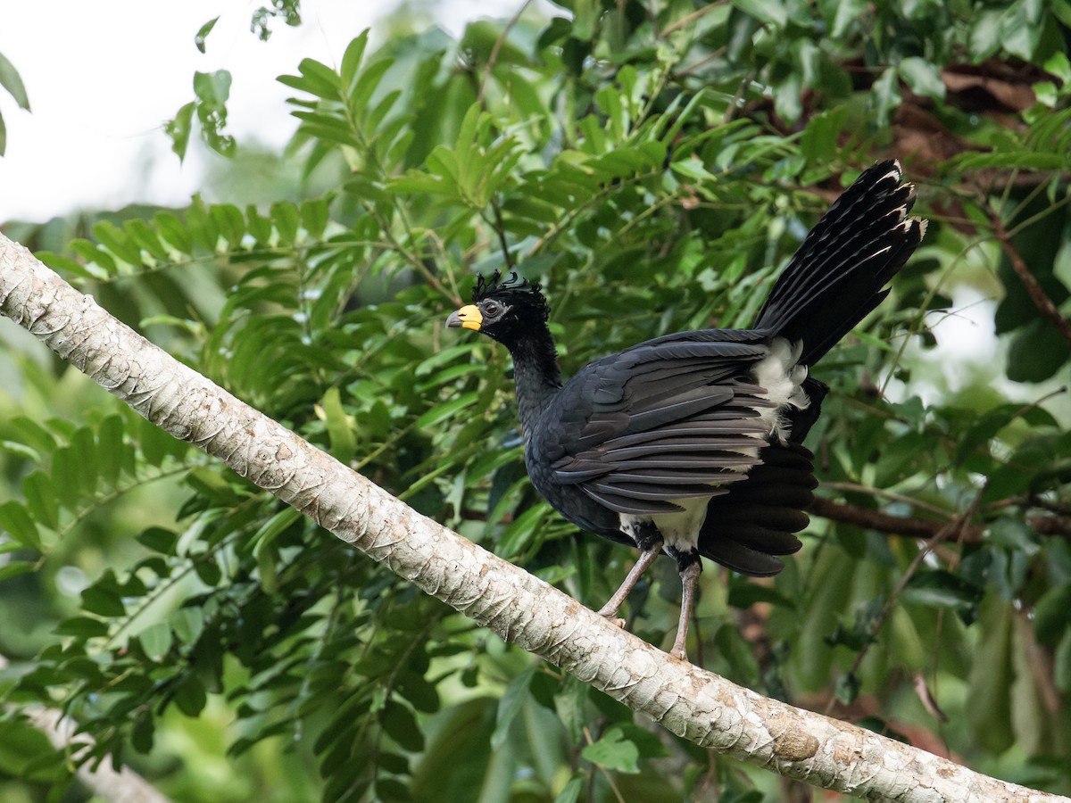 Bare-faced Curassow - ML198078761