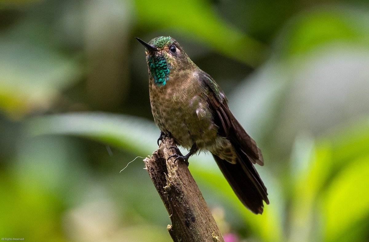 kolibřík dřišťálový - ML198079241