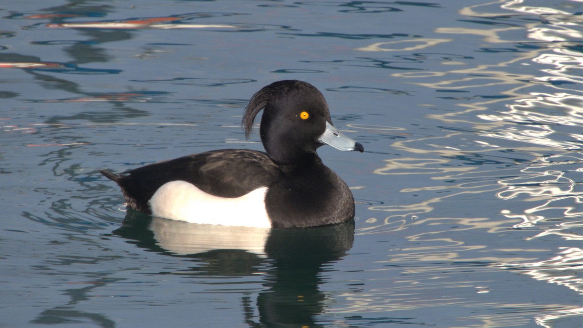 Tufted Duck - Andy  Woodward
