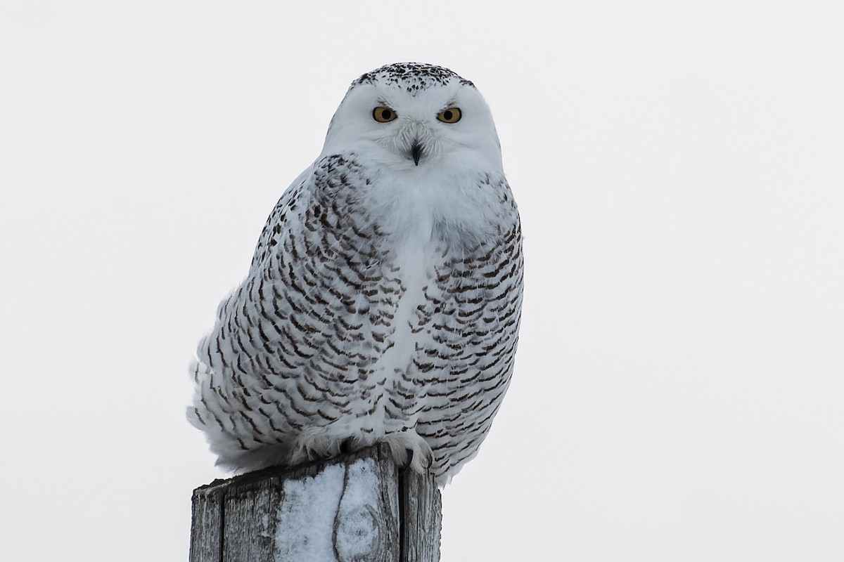 Snowy Owl - Don Danko