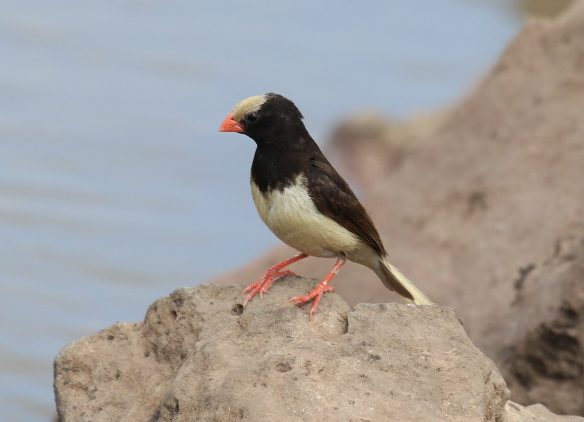 Straw-tailed Whydah - ML198083101