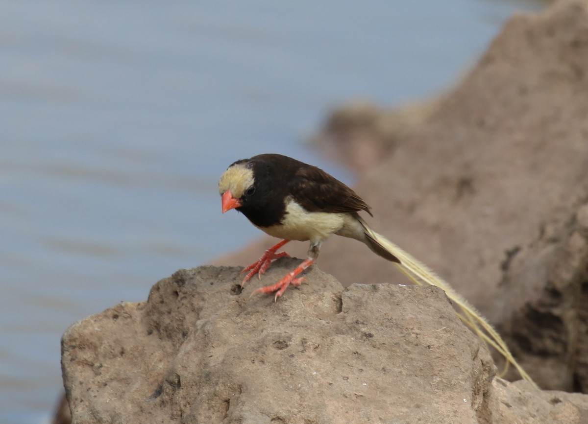 Straw-tailed Whydah - ML198083121