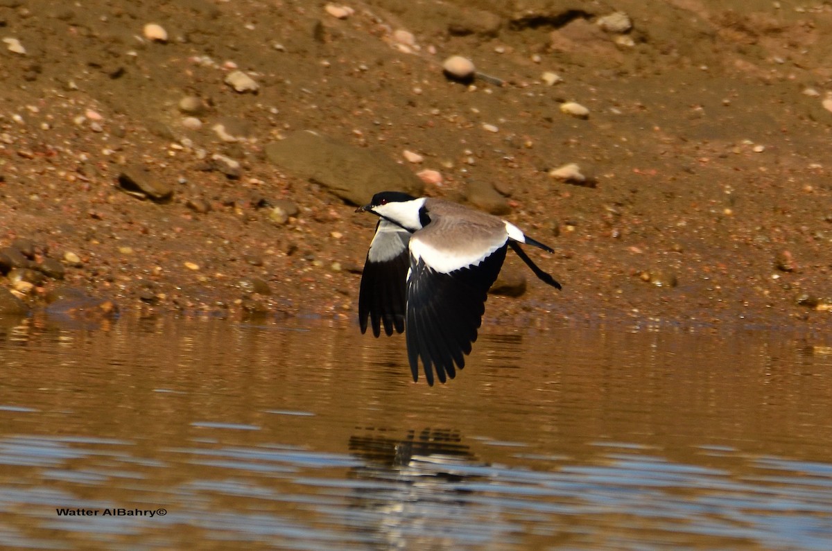 Spur-winged Lapwing - ML198085281