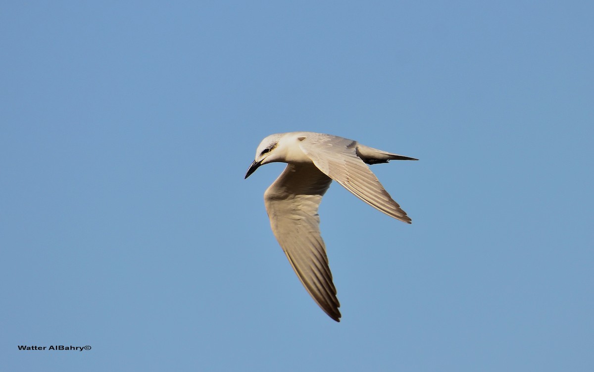 Gull-billed Tern - Watter AlBahry