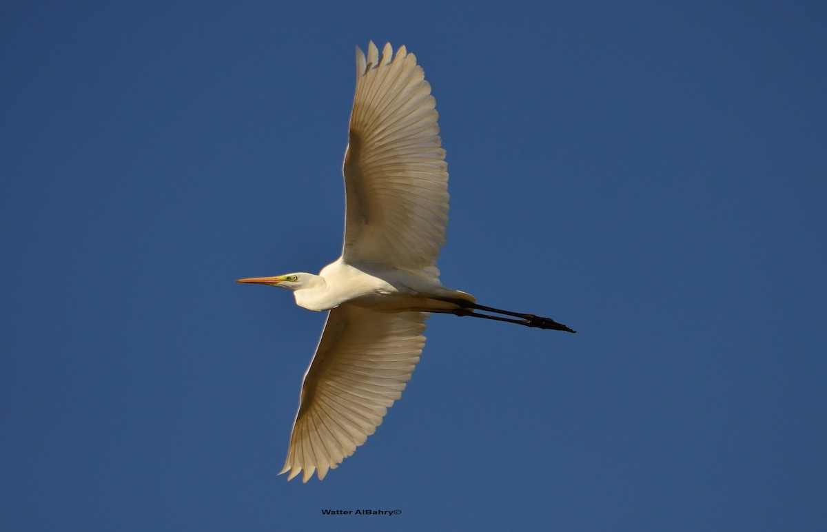 Great Egret - Watter AlBahry