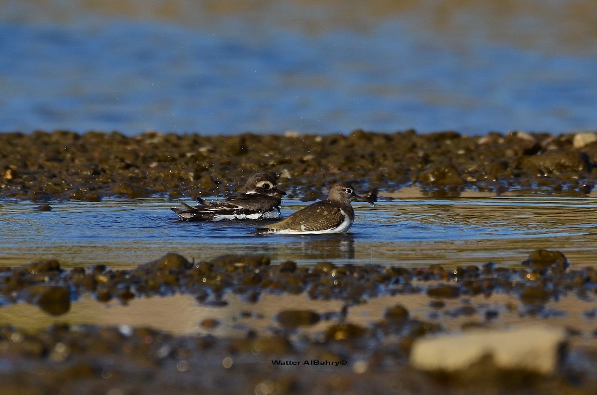 Common Ringed Plover - Watter AlBahry
