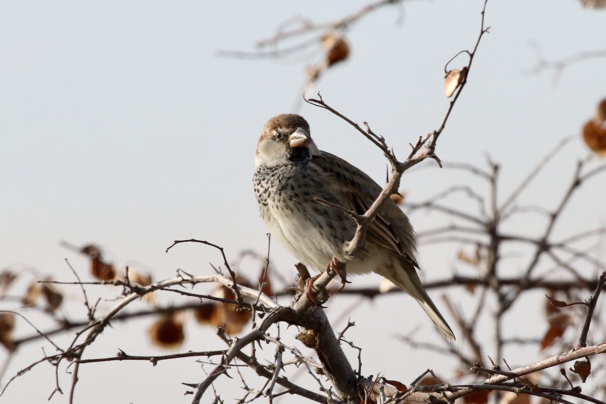 Spanish Sparrow - Christian Goenner