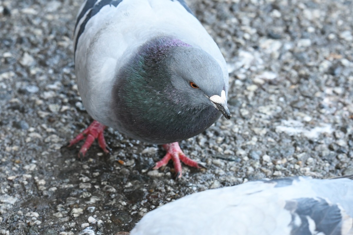 Rock Pigeon (Feral Pigeon) - Василий Калиниченко