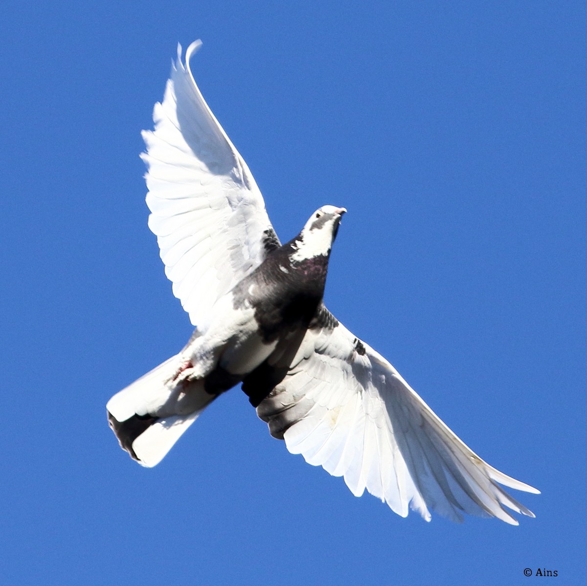 Rock Pigeon (Feral Pigeon) - Ains Priestman