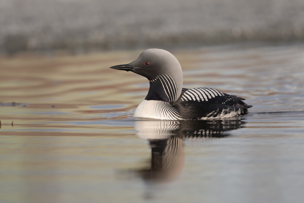 Pacific Loon - Marco Valentini