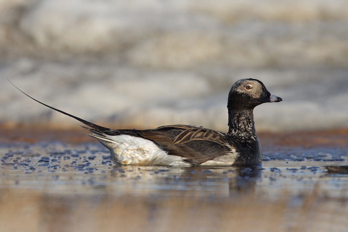 Long-tailed Duck - ML198090361