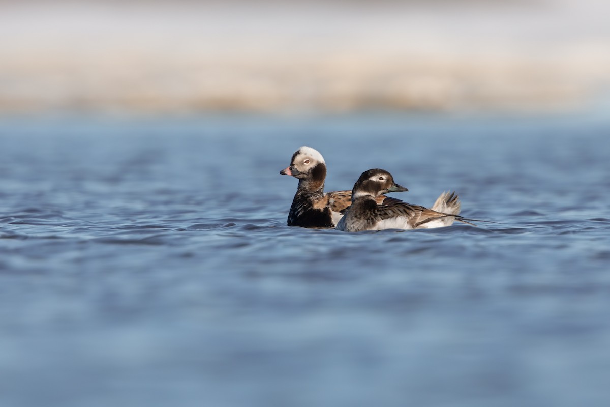 Long-tailed Duck - ML198090381