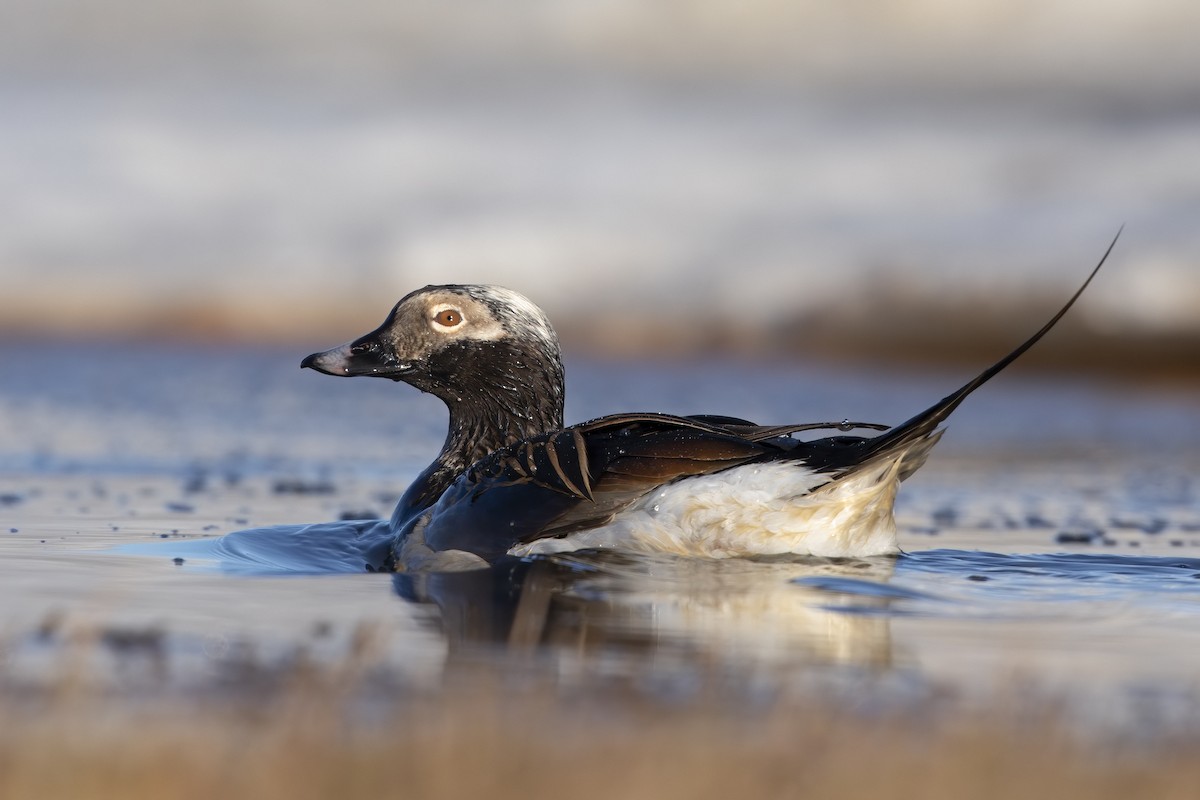 Long-tailed Duck - ML198090421