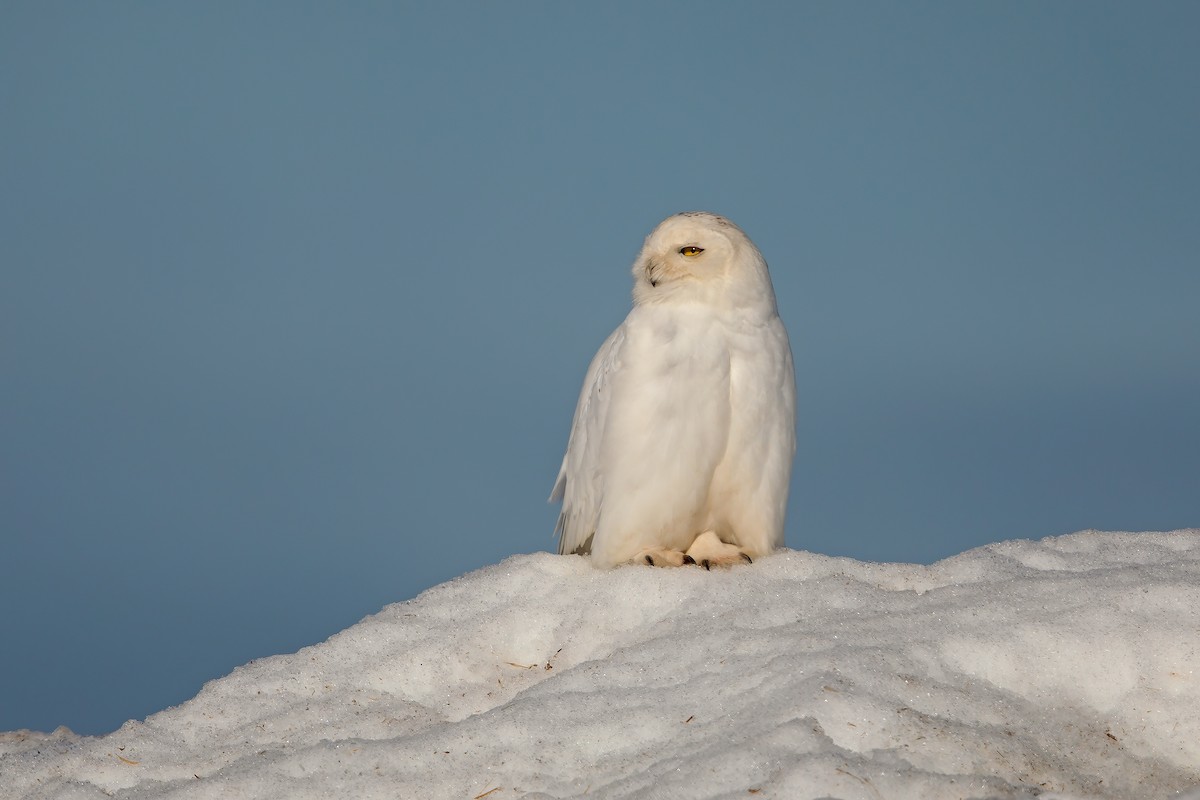 Snowy Owl - ML198091651