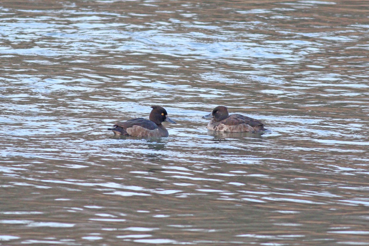 Tufted Duck - ML198091781