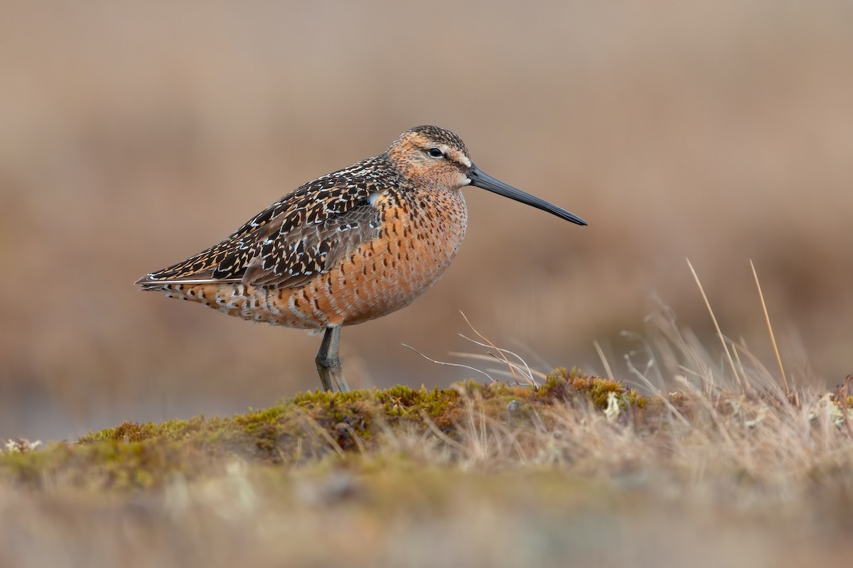 Long-billed Dowitcher - Marco Valentini