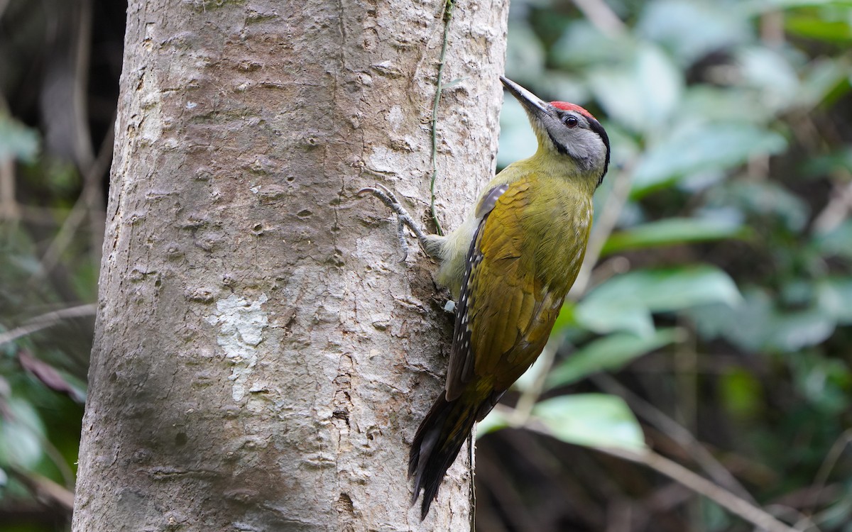 Gray-headed Woodpecker - Edmond Sham