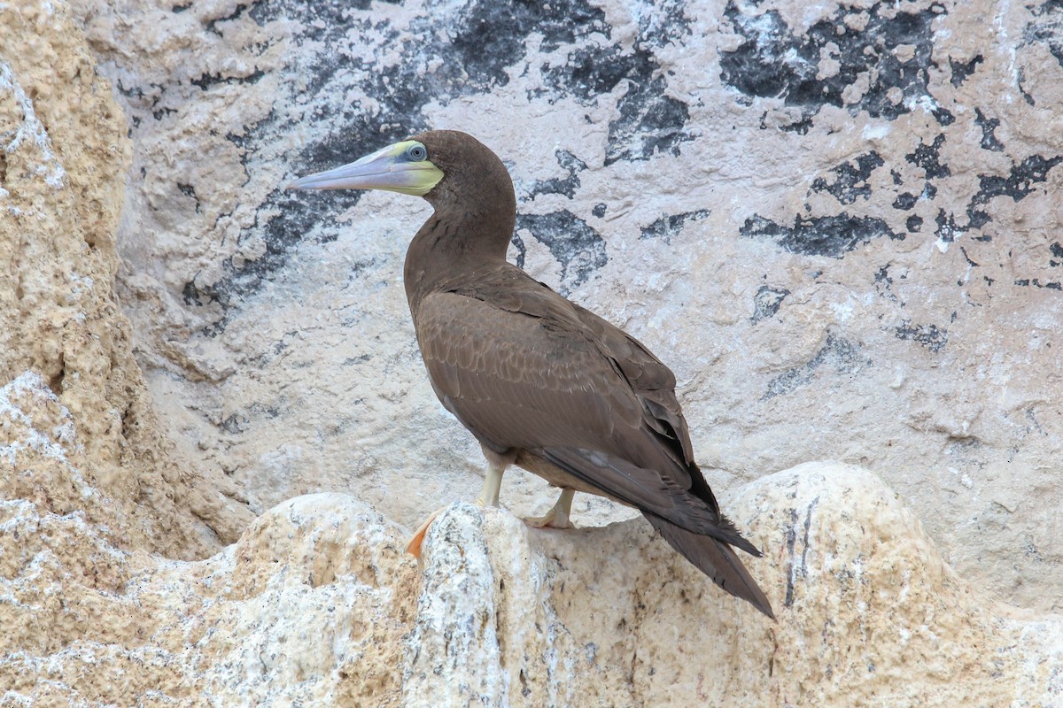 Brown Booby - ML198094471