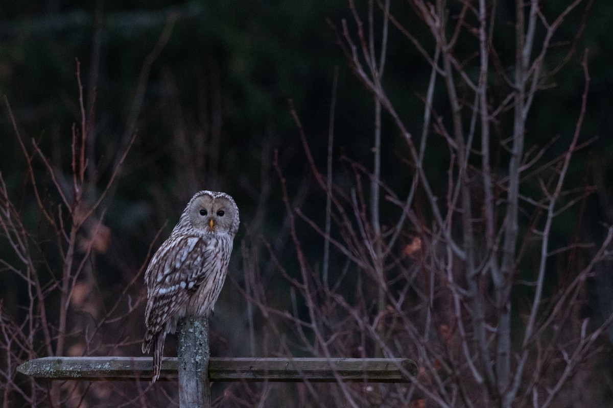 Ural Owl - Hans Norelius