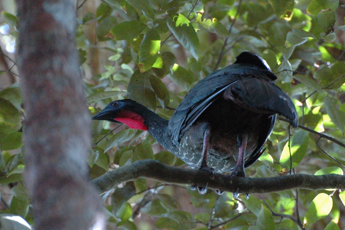 Crested Guan - ML198095791