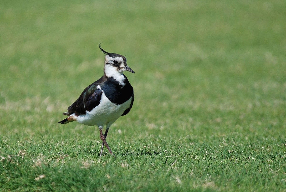 Northern Lapwing - Peter Arras