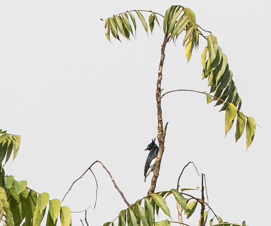 Black-and-white Shrike-flycatcher - Per Smith