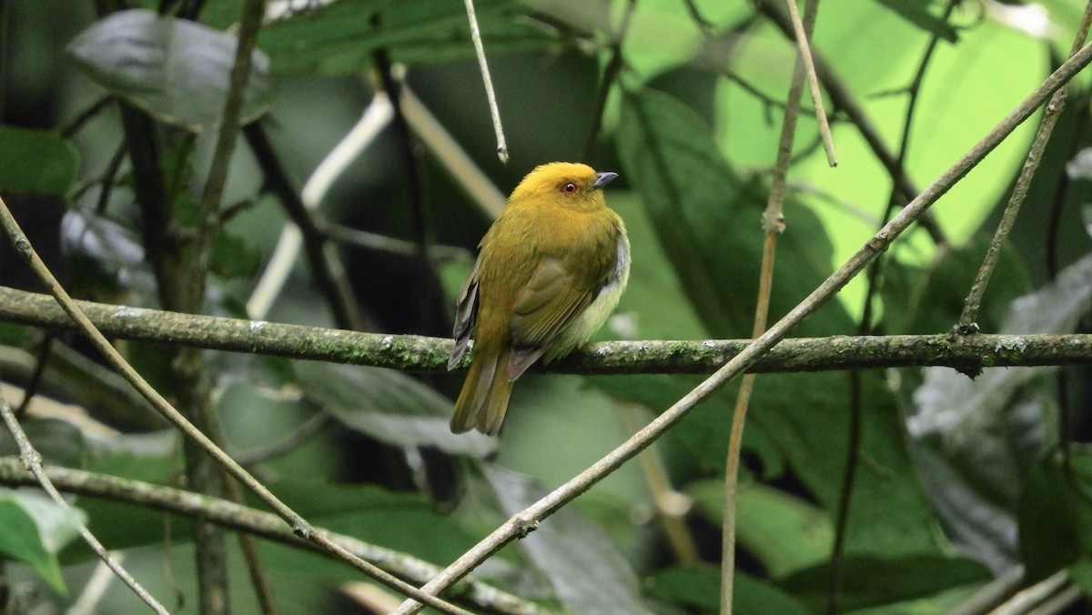 Yellow-headed Manakin - Jorge Muñoz García   CAQUETA BIRDING