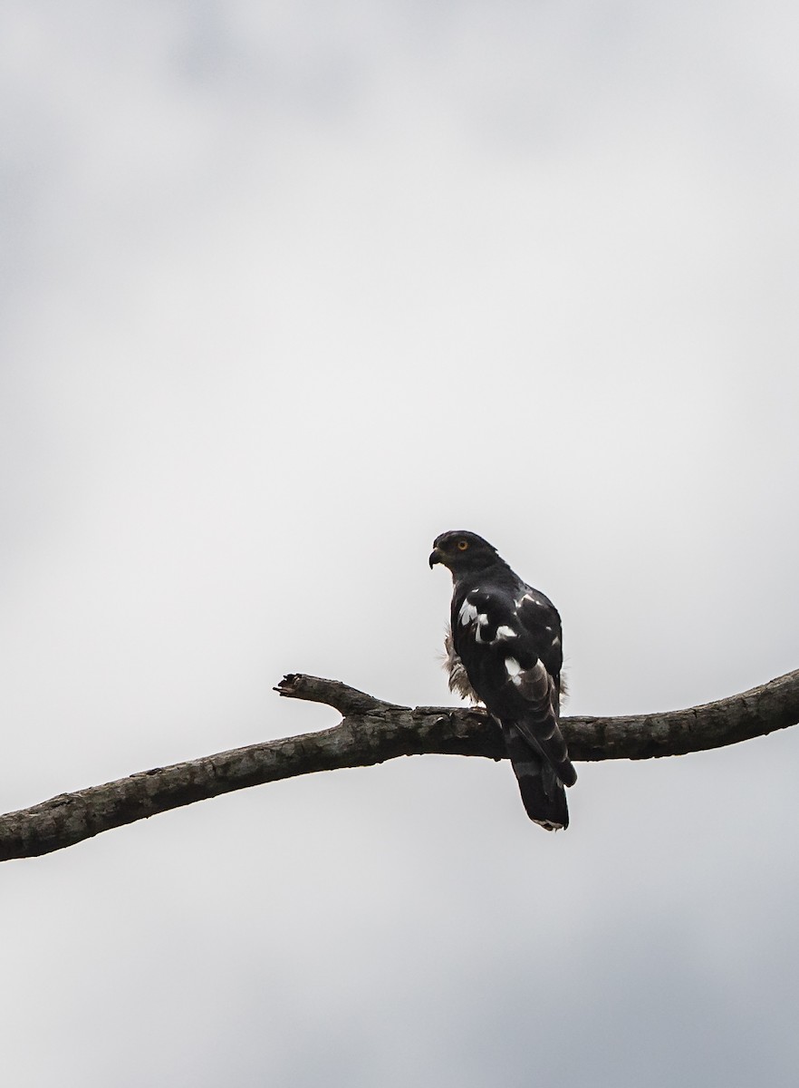 African Cuckoo-Hawk - Per Smith
