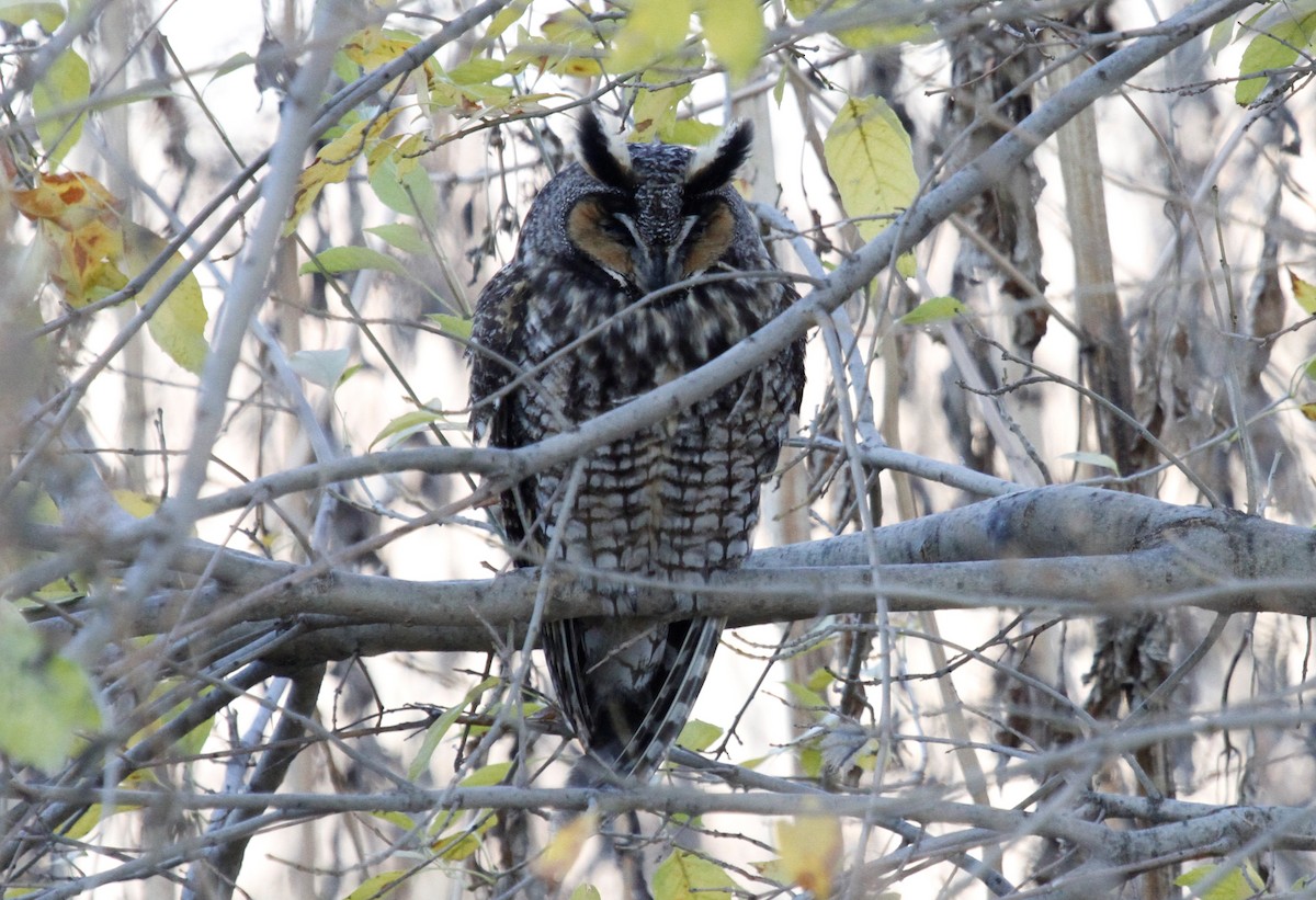 Long-eared Owl - ML198099991