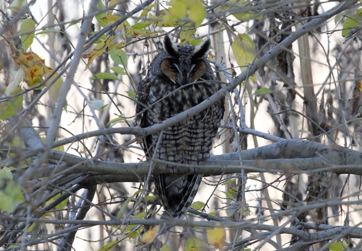 Long-eared Owl - ML198100001