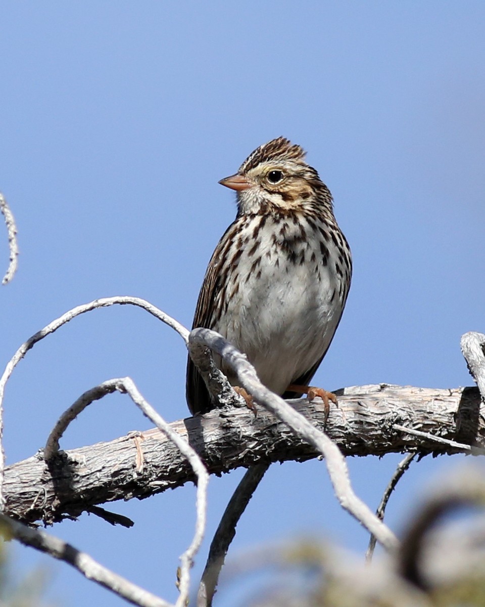 Savannah Sparrow - ML198101071