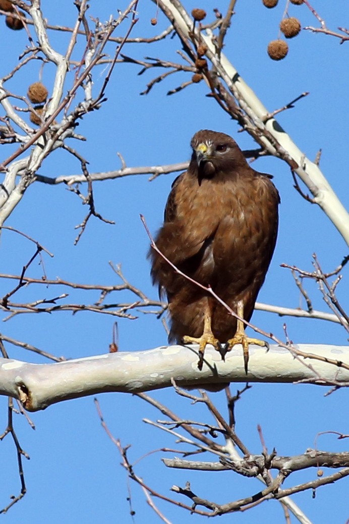 Red-tailed Hawk - ML198103361