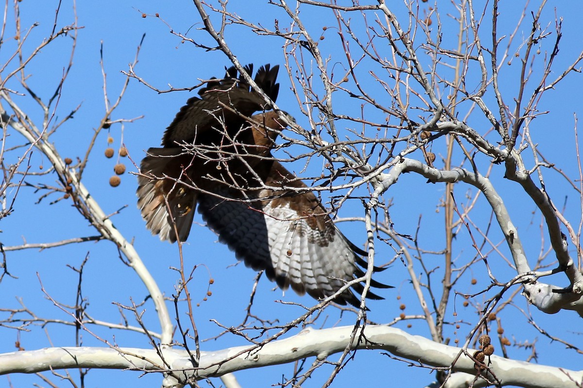 Red-tailed Hawk - ML198103421
