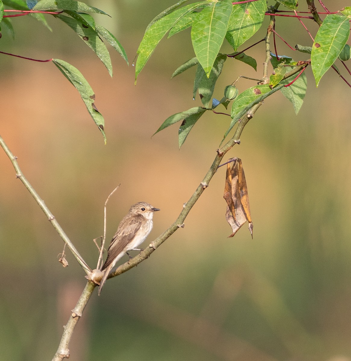 Spotted Flycatcher - Per Smith