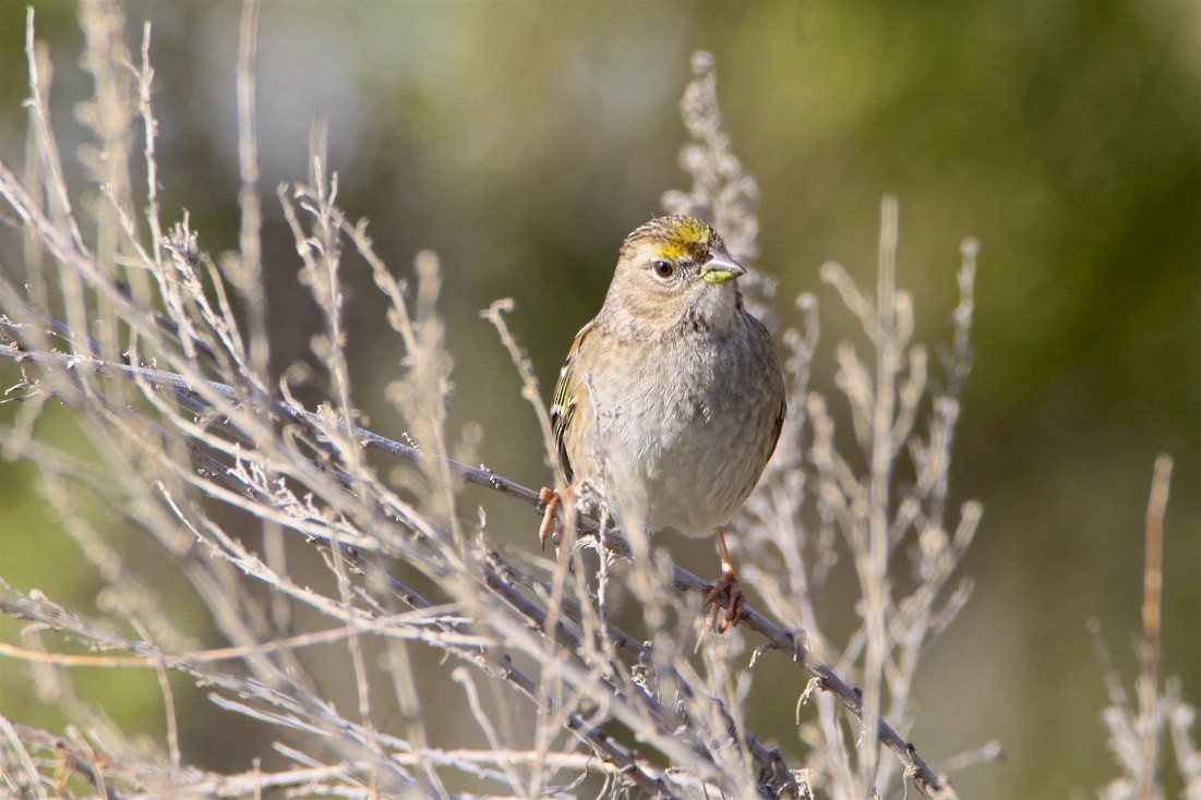 Golden-crowned Sparrow - Vickie Baily