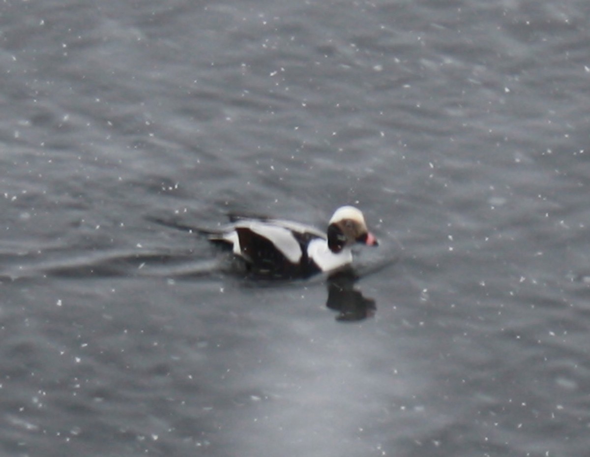 Long-tailed Duck - ML198113361