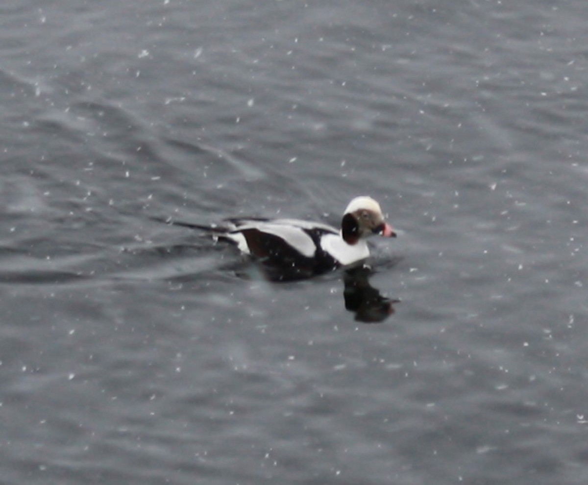Long-tailed Duck - ML198113371