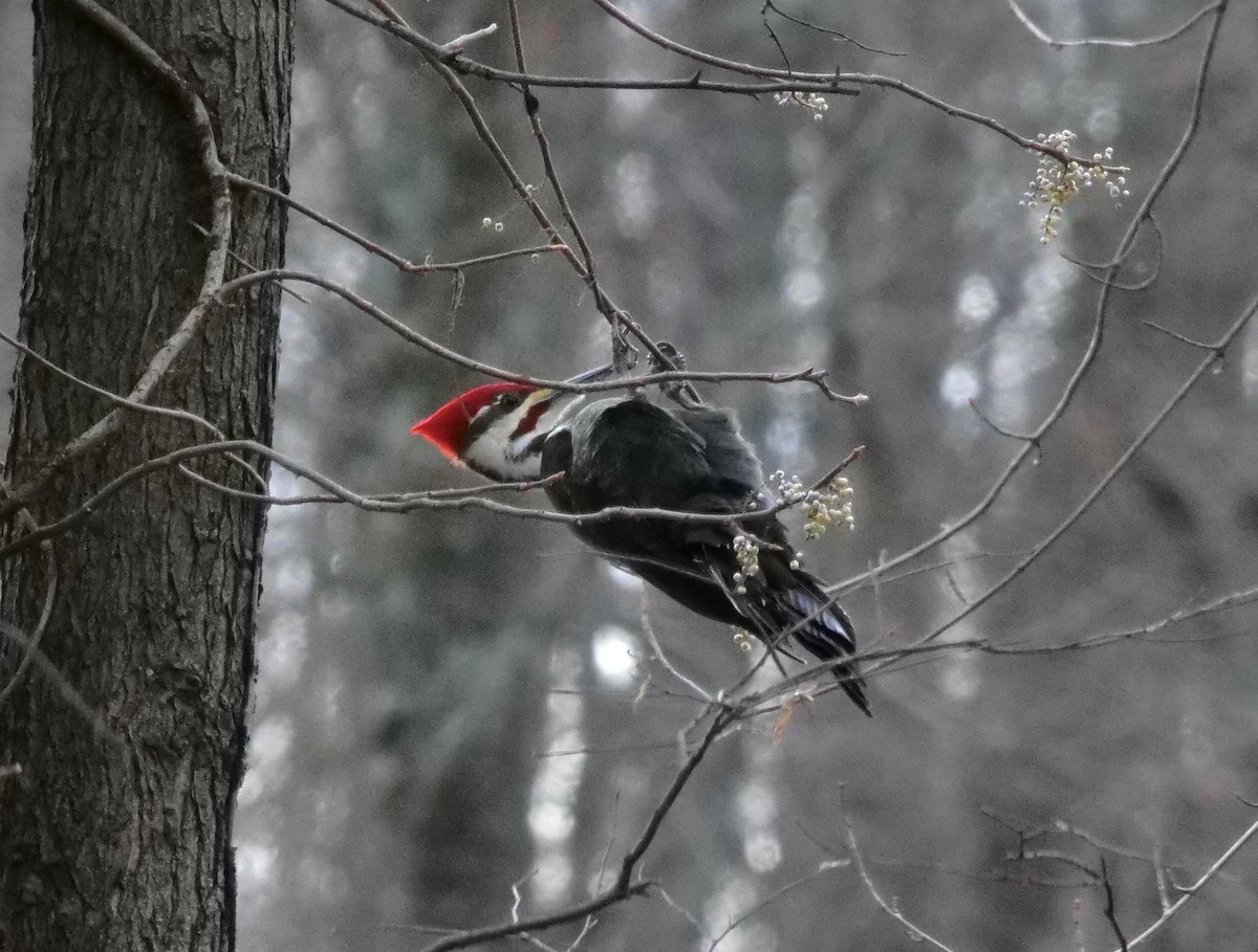 Pileated Woodpecker - Sandra Blease