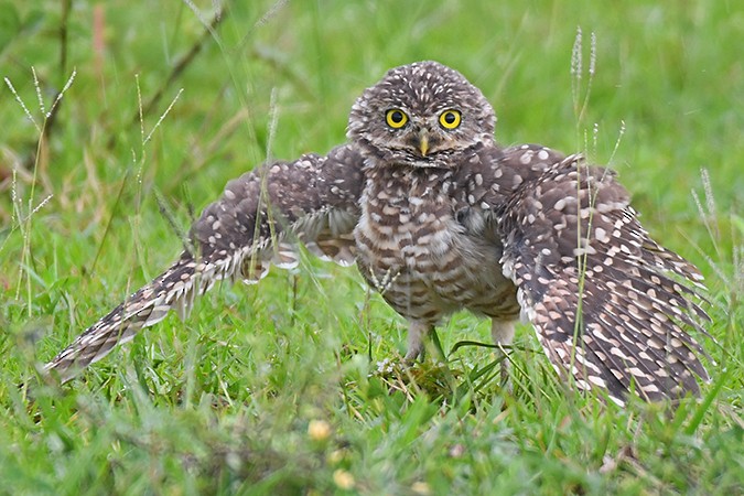 Burrowing Owl - Guido Bennen