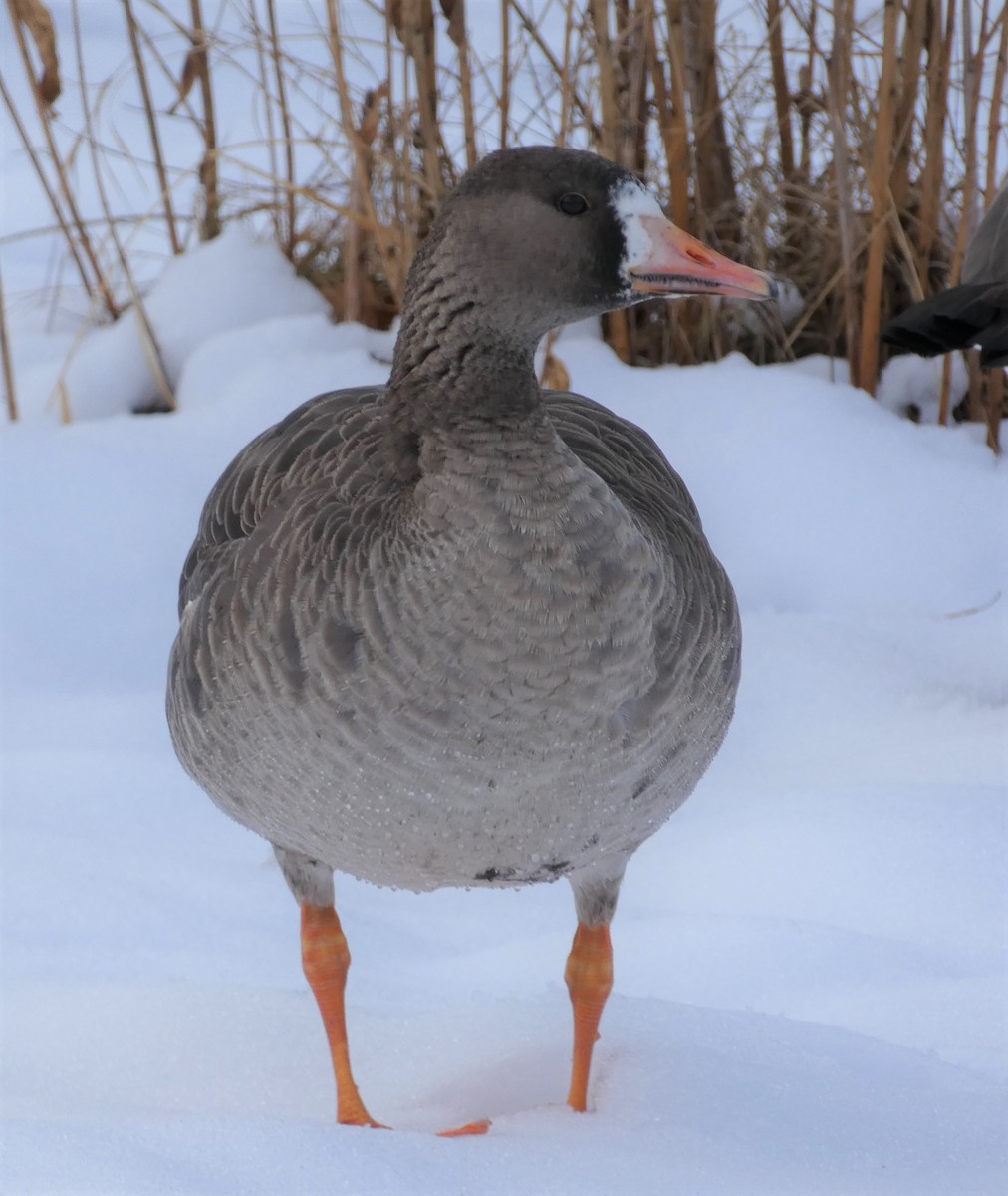 Greater White-fronted Goose - ML198119711