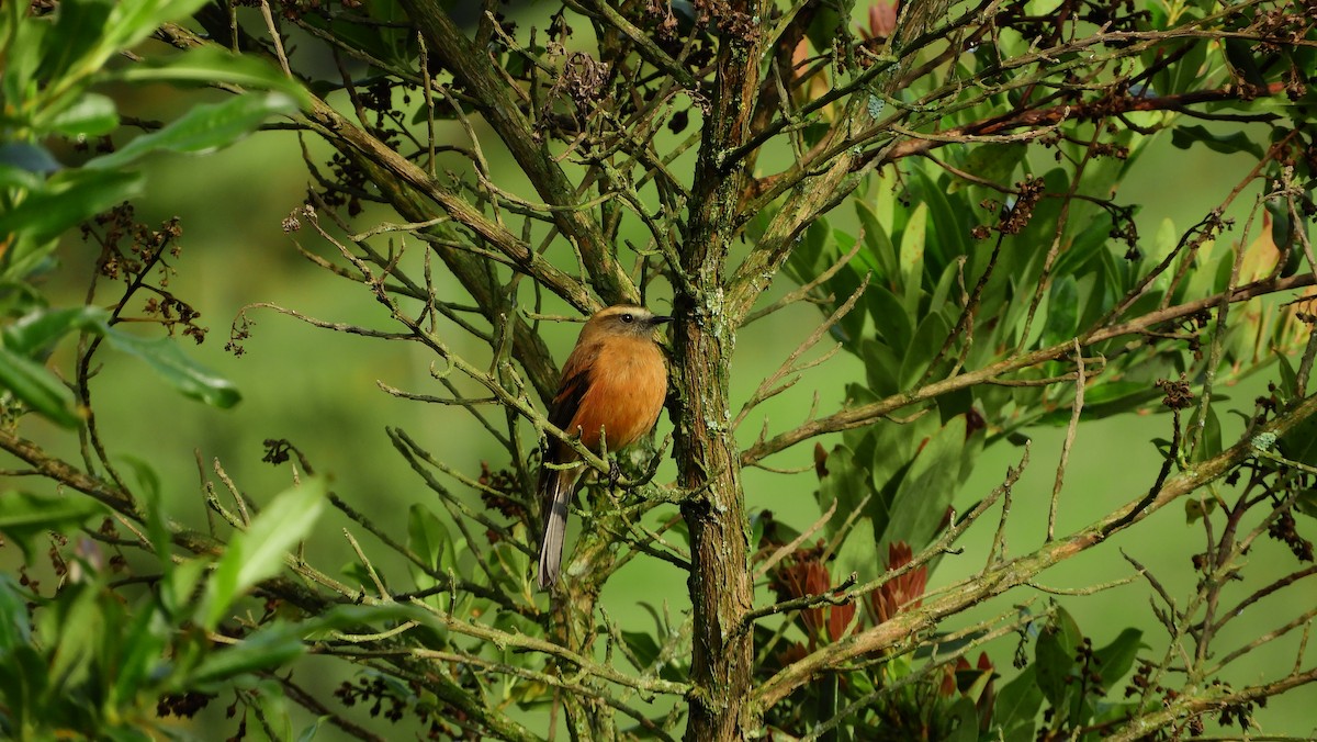 Brown-backed Chat-Tyrant - ML198120391