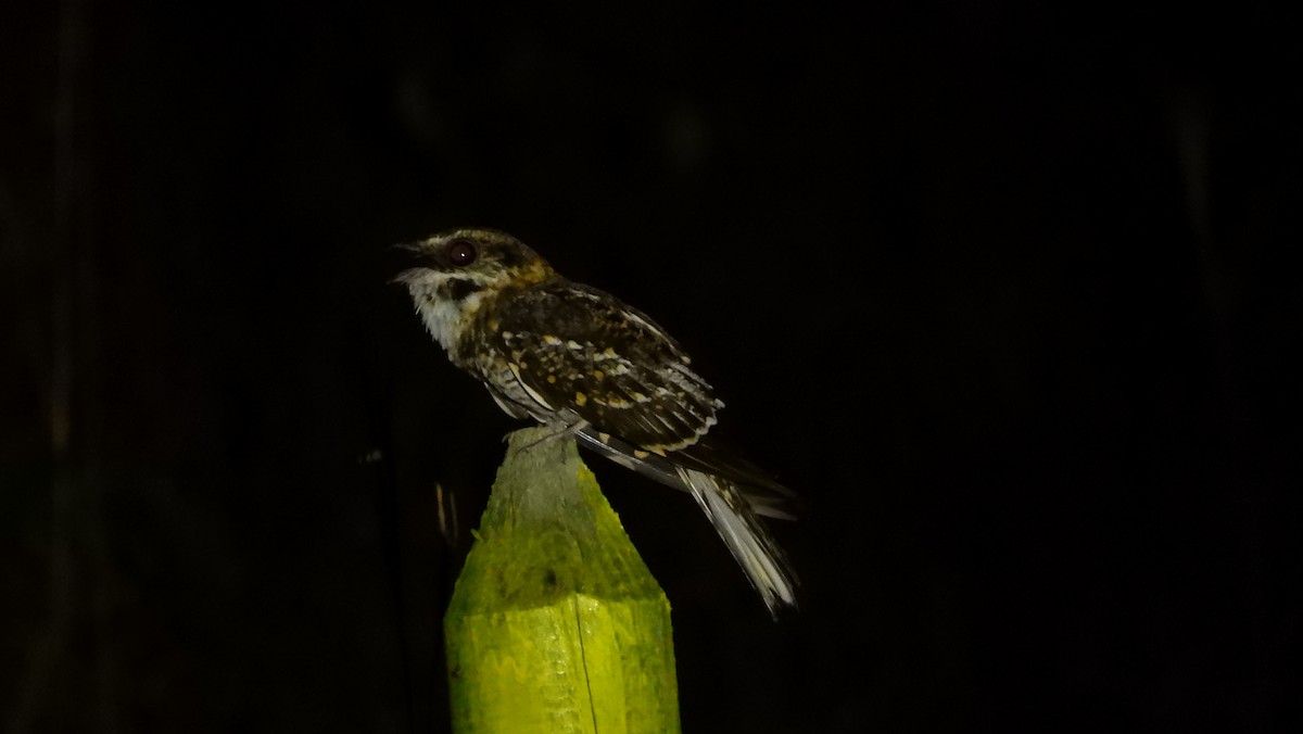 White-tailed Nightjar - Jorge Muñoz García   CAQUETA BIRDING