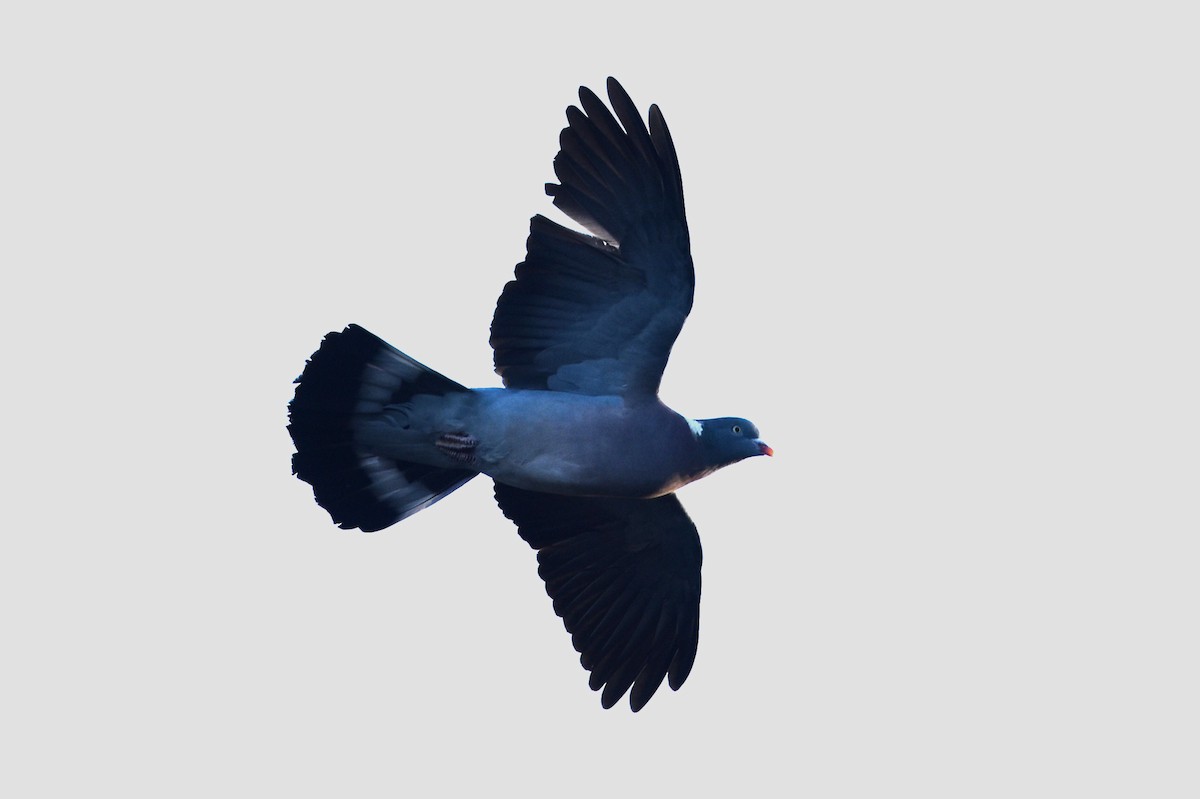 Common Wood-Pigeon - ML198124351