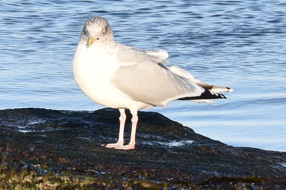 Herring Gull - Blair Whyte